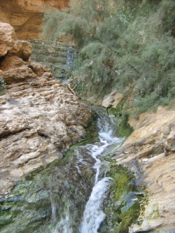 Ein Boqeiq (Photo Vered Navon 2011.10)